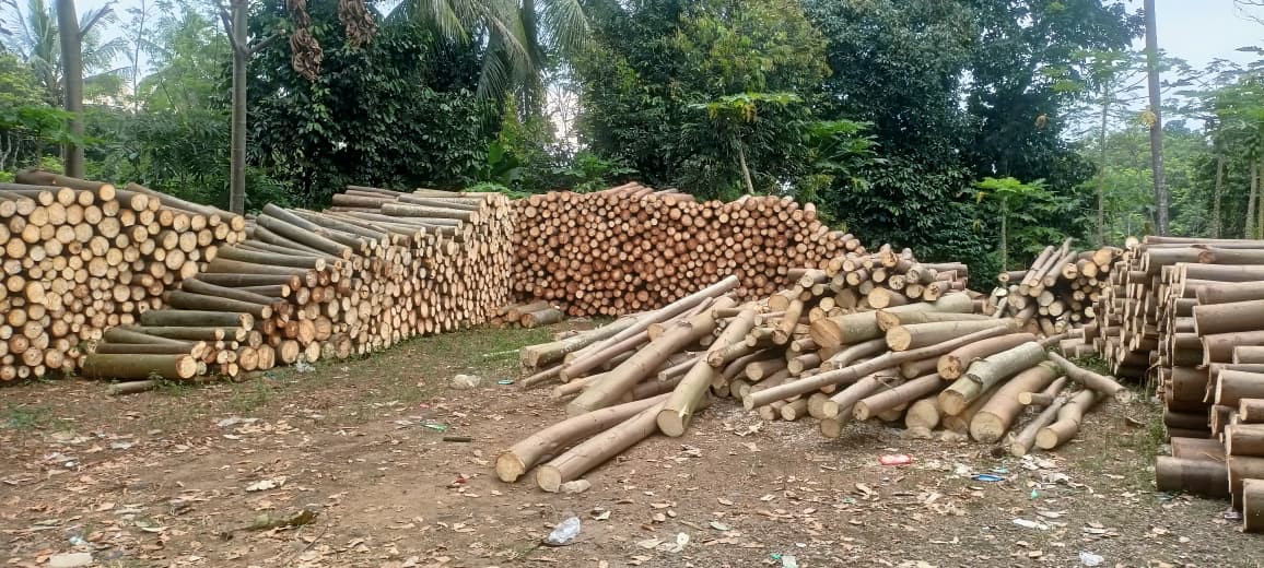 Log Kayu Balsa