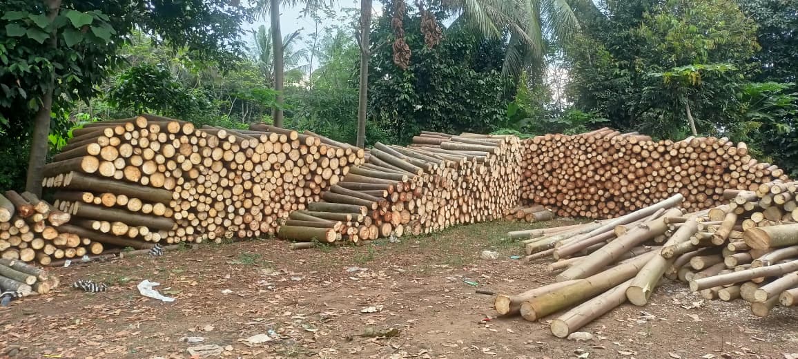 Log Kayu Balsa