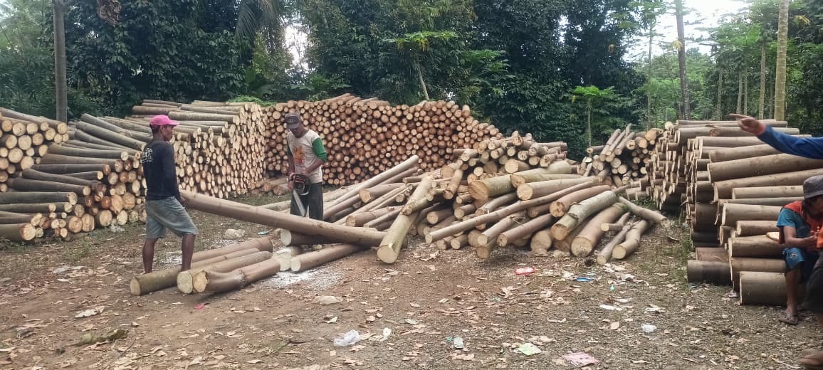 Penanganan Pasca Panen