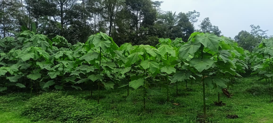 Perawatan Awal Setelah Tanam